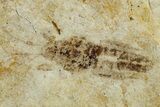 Fossil Seed Bug (Aphanus) - France #255990-2